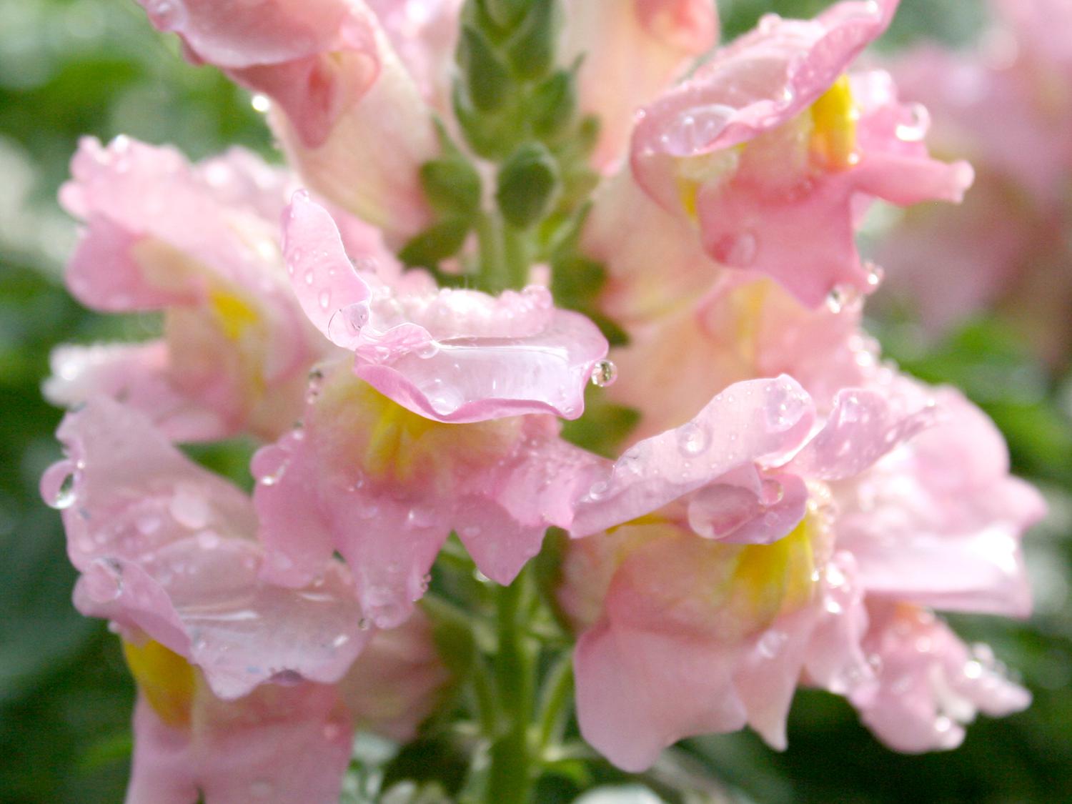 SONNET -- Sonnet snapdragons produce multiple large, colorful flower stalks that make excellent cuts. (Photo by MSU Extension/Gary Bachman)