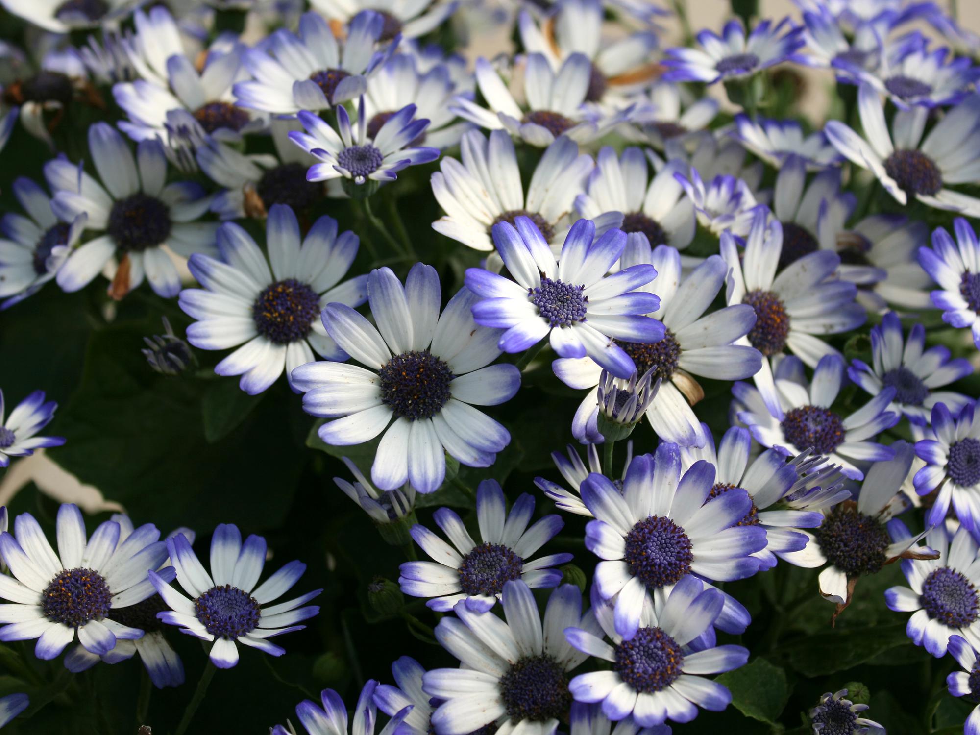 Pericallis is a cool-season flowering plant that absolutely loves the brisk temperatures of late winter and early spring. (Photo by MSU Extension/Gary Bachman)