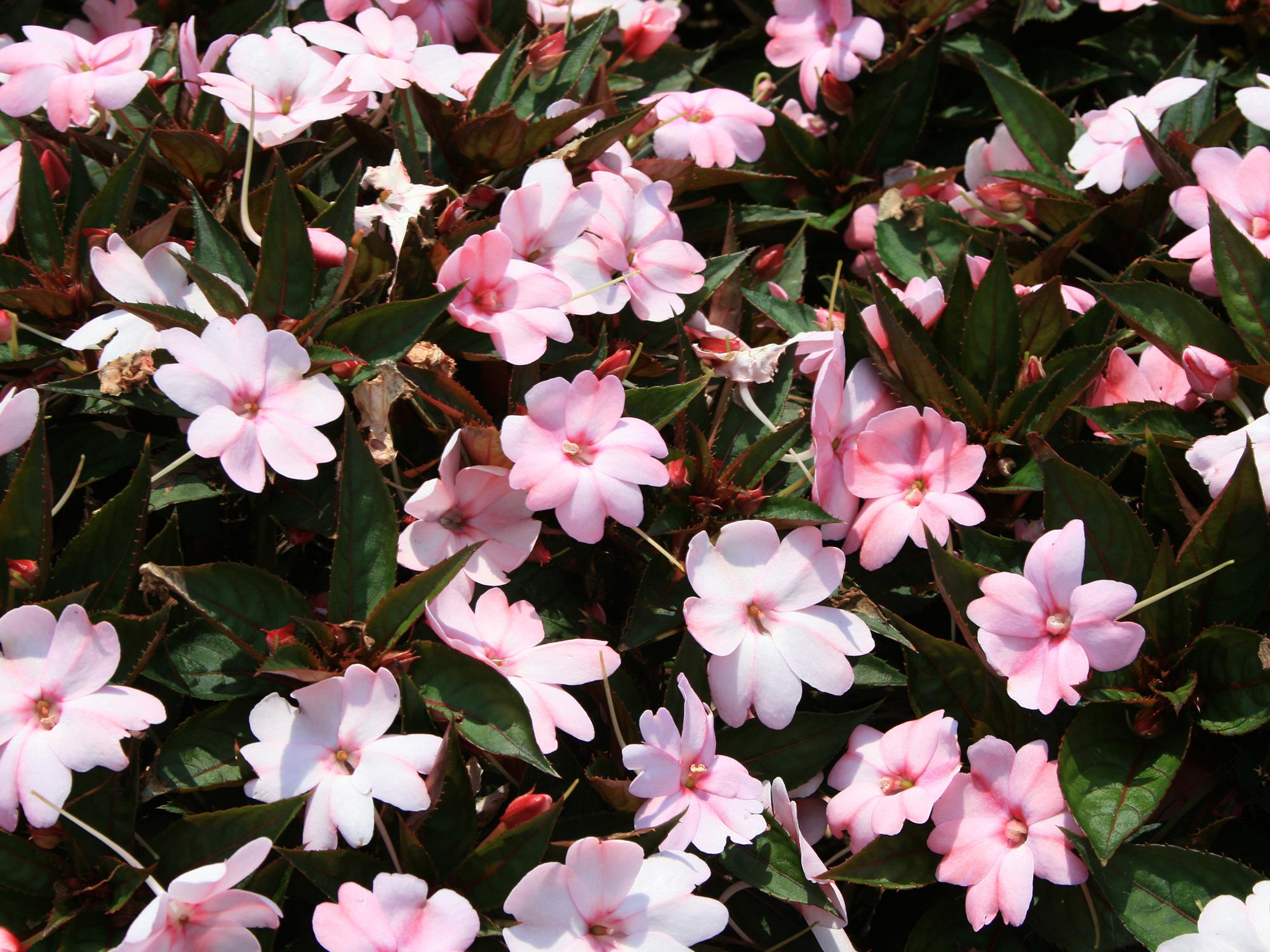 The compact family of SunPatiens has a high heat tolerance and requires little pruning. (Photo by Gary Bachman/MSU Extension)