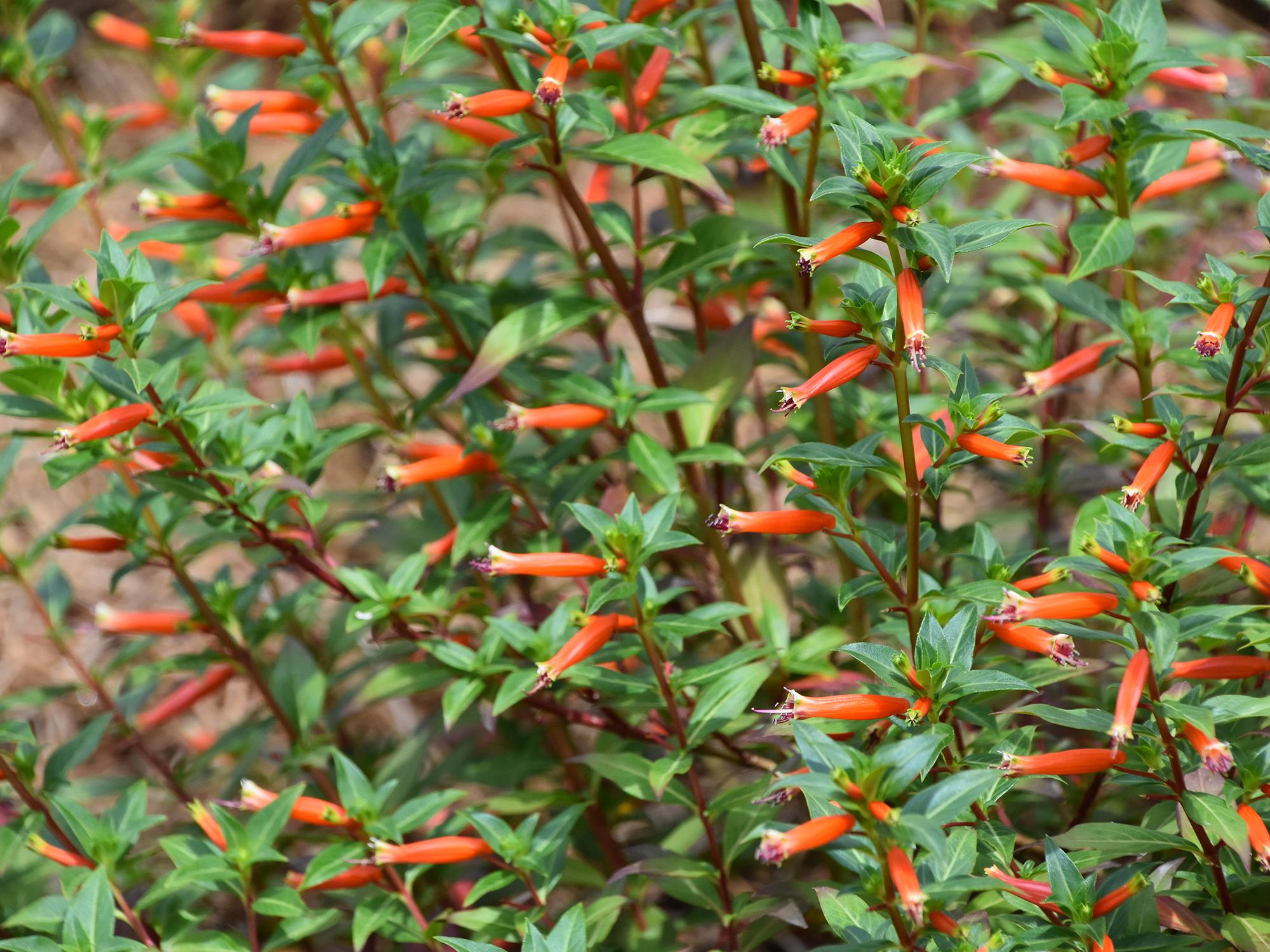 Cuphea Vermillionaire is a heat-loving plant that flowers from spring to frost in the fall and can reach 3 feet in height by summer’s end. (Photo by MSU Extension Service/Gary Bachman)