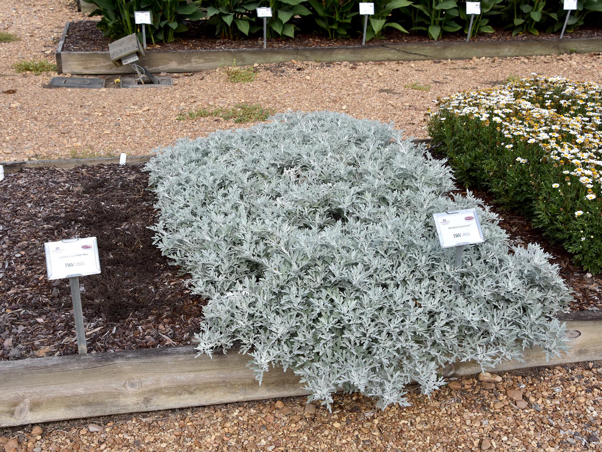 Artemisia Quicksilver forms a tight groundcover in the trial beds of the Truck Crops Branch Experiment Station in Crystal Springs, Miss., on July 11, 2016. (Photo by MSU Extension Service/Gary Bachman)