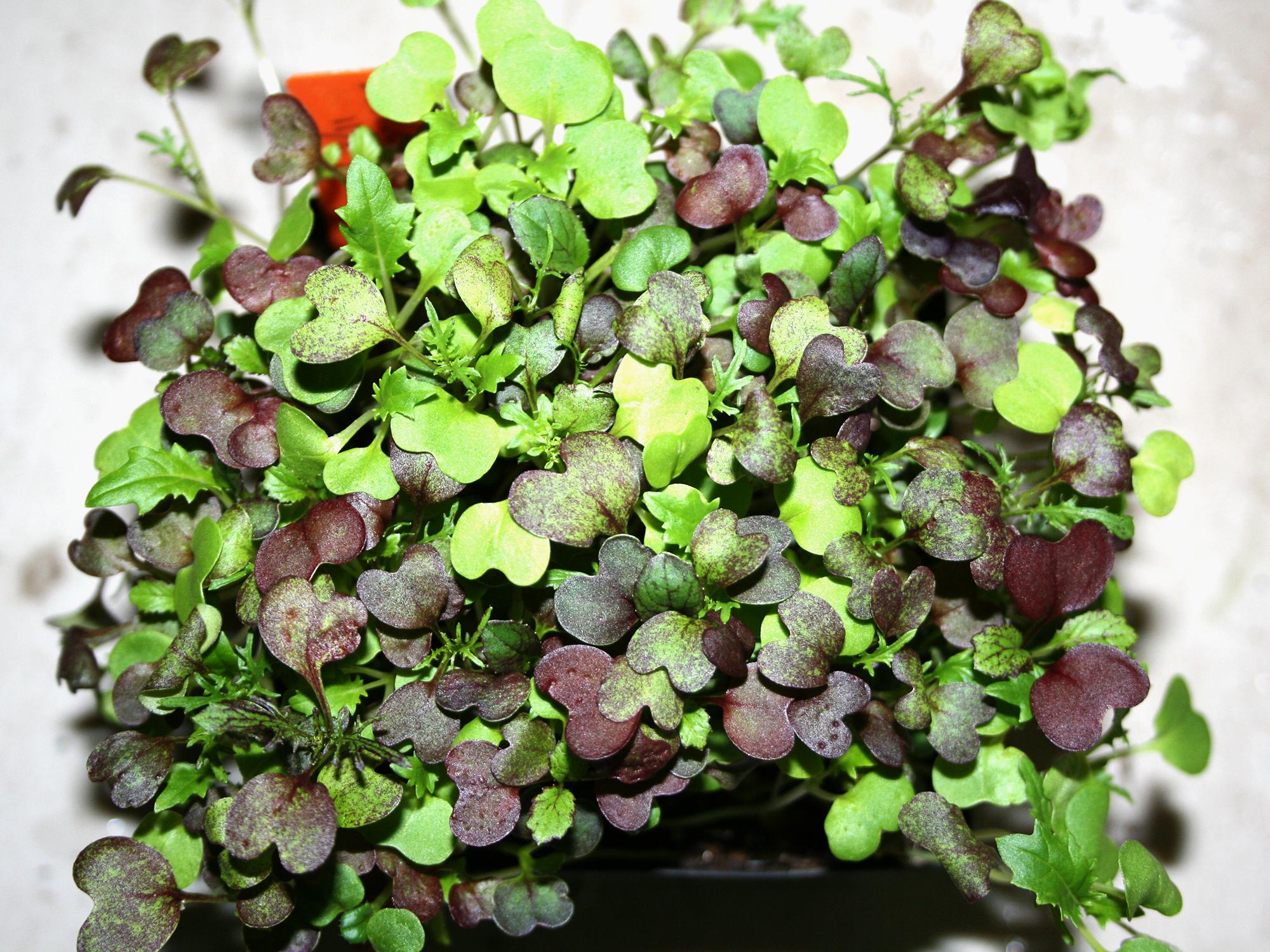 Microgreens such as the mix pictured are rich in phytonutrients and grow quickly indoors with minimal effort on a windowsill or under lights. (Photo by Gary Bachman/MSU Extension Service)