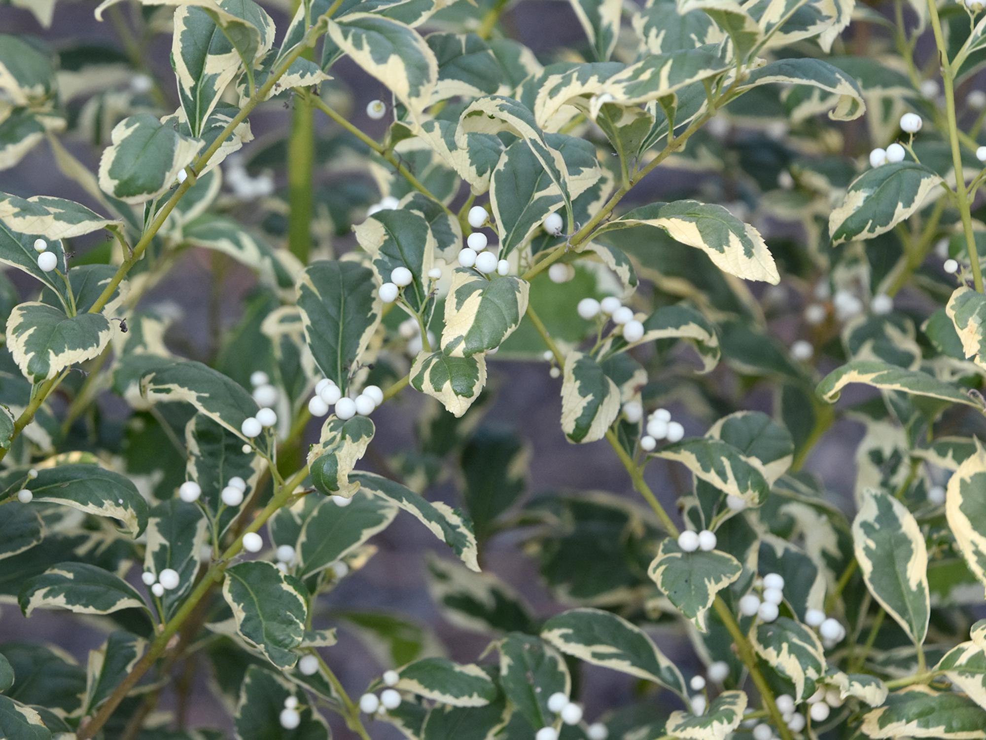 Mississippi State University Extension Service’s own Gary Bachman discovered the variegated beautyberry called Duet in 2000. (Photo by MSU Extension/Gary Bachman)