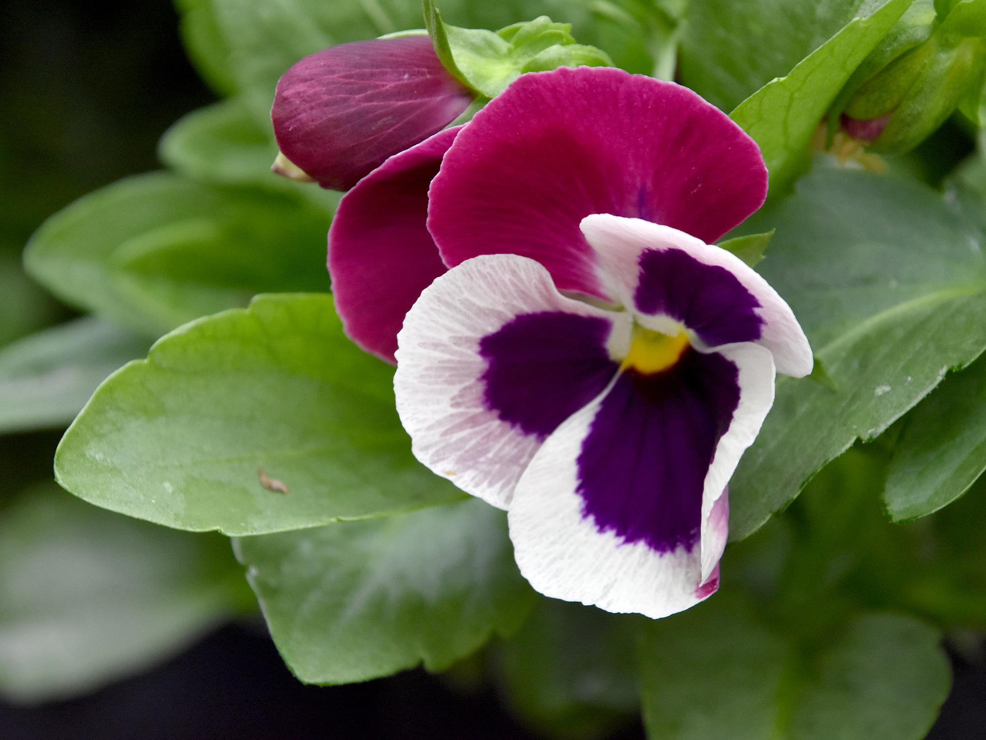 The Rose Wing Matrix pansy lets Mississippi State University Bulldog fans show off their school colors. (Photo by MSU Extension Service/Gary Bachman)