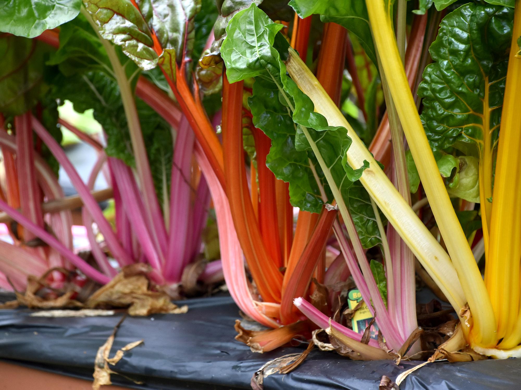 Bright Lights Swiss chard is a cool-season plant that does double duty as a beautiful landscape attraction that is edible and tasty. (Photo by MSU Extension/Gary Bachman)