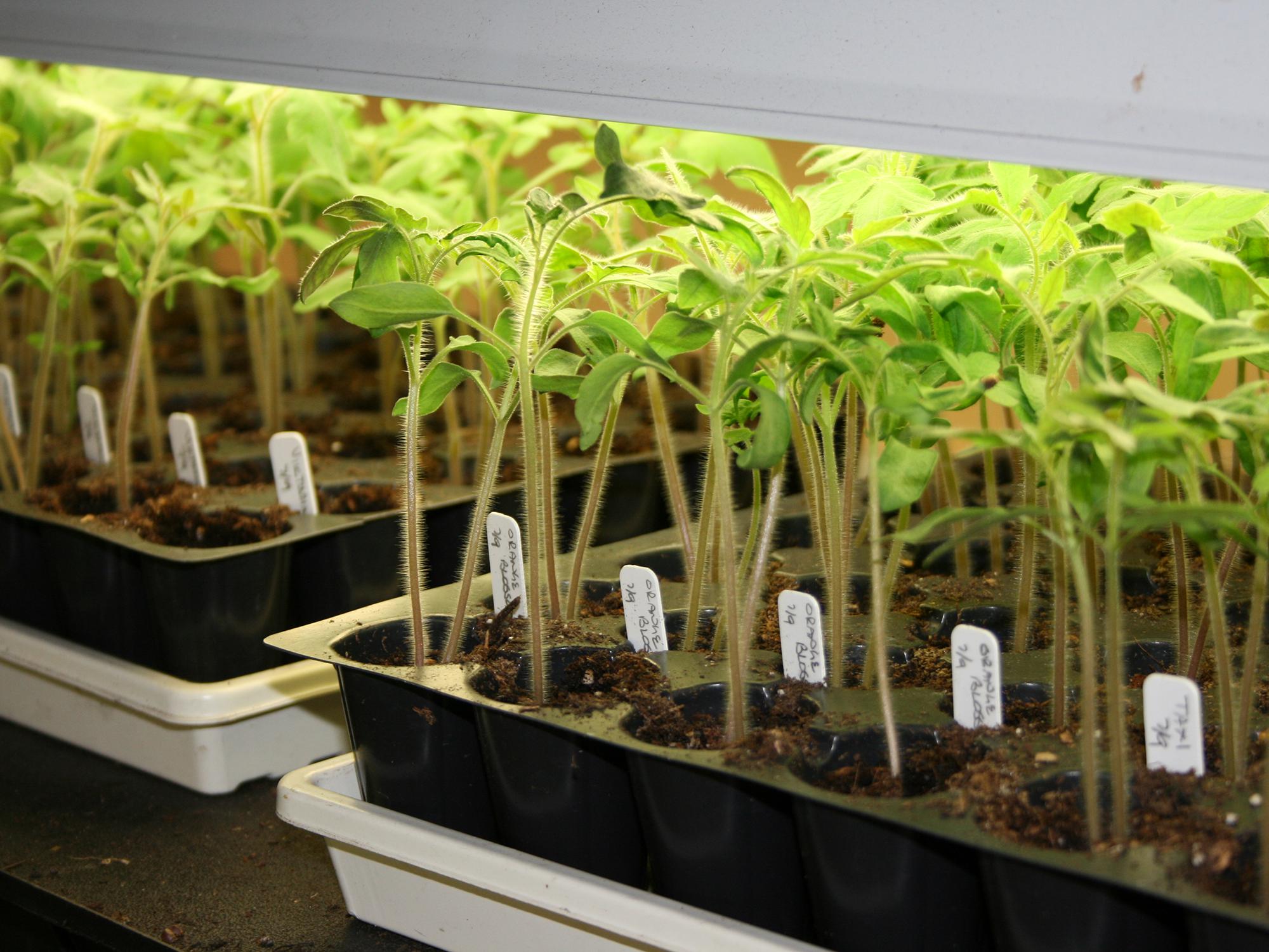 While not all vegetables are suited for the home gardener to start from seed, tomatoes such as this heirloom variety can easily be grown from seed and transplanted outdoors. (Photo by MSU Extension/Gary Bachman)