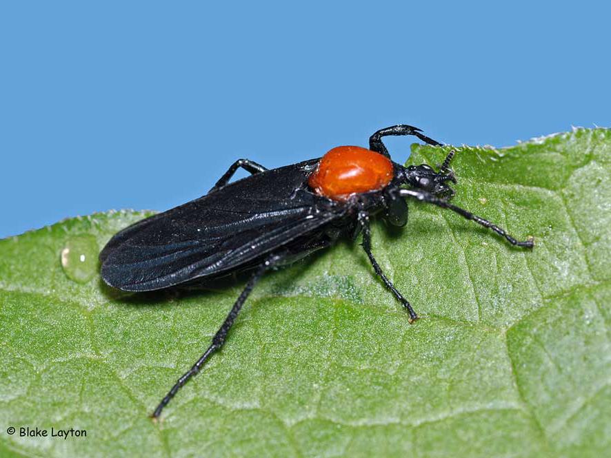 Lovebug An orange and black fly-like insect.