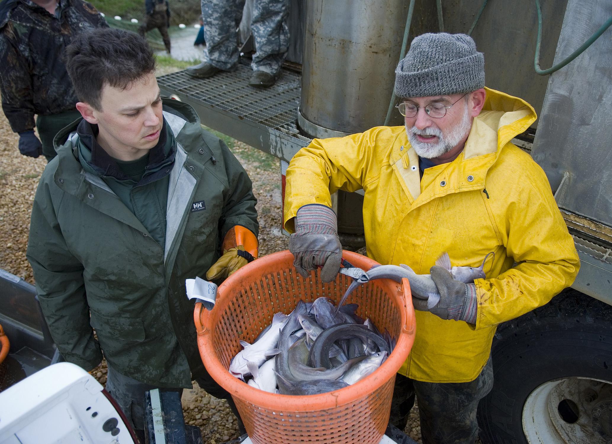 Post-doctoral student Dan O'Keefe, left, works with Mississippi State University fisheries biologist Don Jackson to tag young, university-raised catfish released in a project restoring hurricane-ravaged south Mississippi waterways in 2006. Jackson recently received a conservation award from the Mississippi chapter of the American Fisheries Society. (Photo by MSU Office of University Relations/Russ Houston)