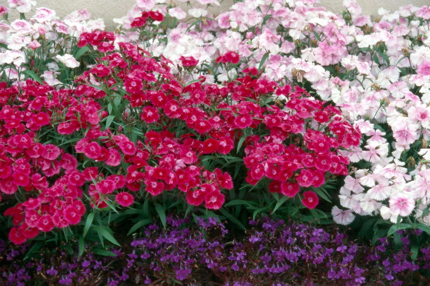 Dianthus