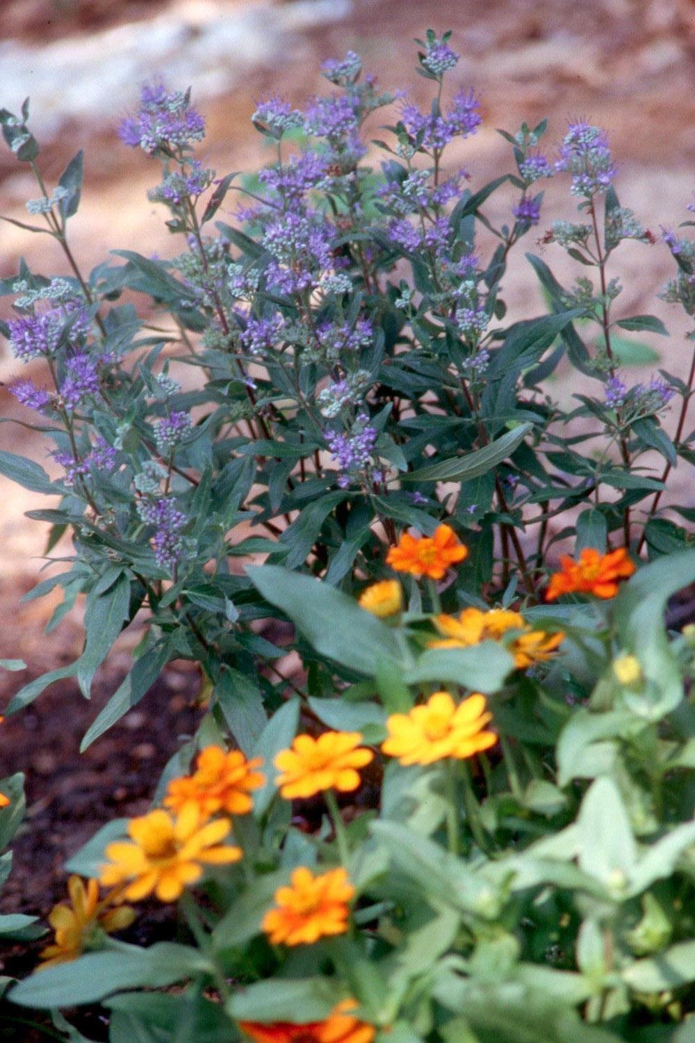 The blue flowers of caryopteris combine well with the Profusion Orange zinnia, and both plants are tough in Mississippi's sweltering heat. Other good companion plants would be lantana, salvias and purple heart. Try growing large drifts of bluebeard in front of purple coneflowers, rudbeckia or tall selections of gomphrena. 