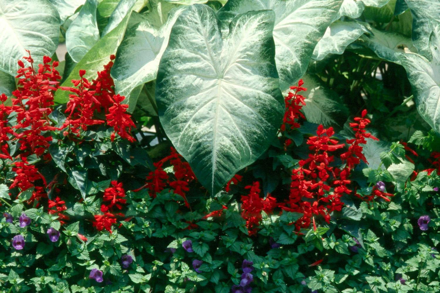 The perfect combination for a patriotic garden are White Christmas caladiums, Vista Red salvia and Summer Wave blue torenia. 