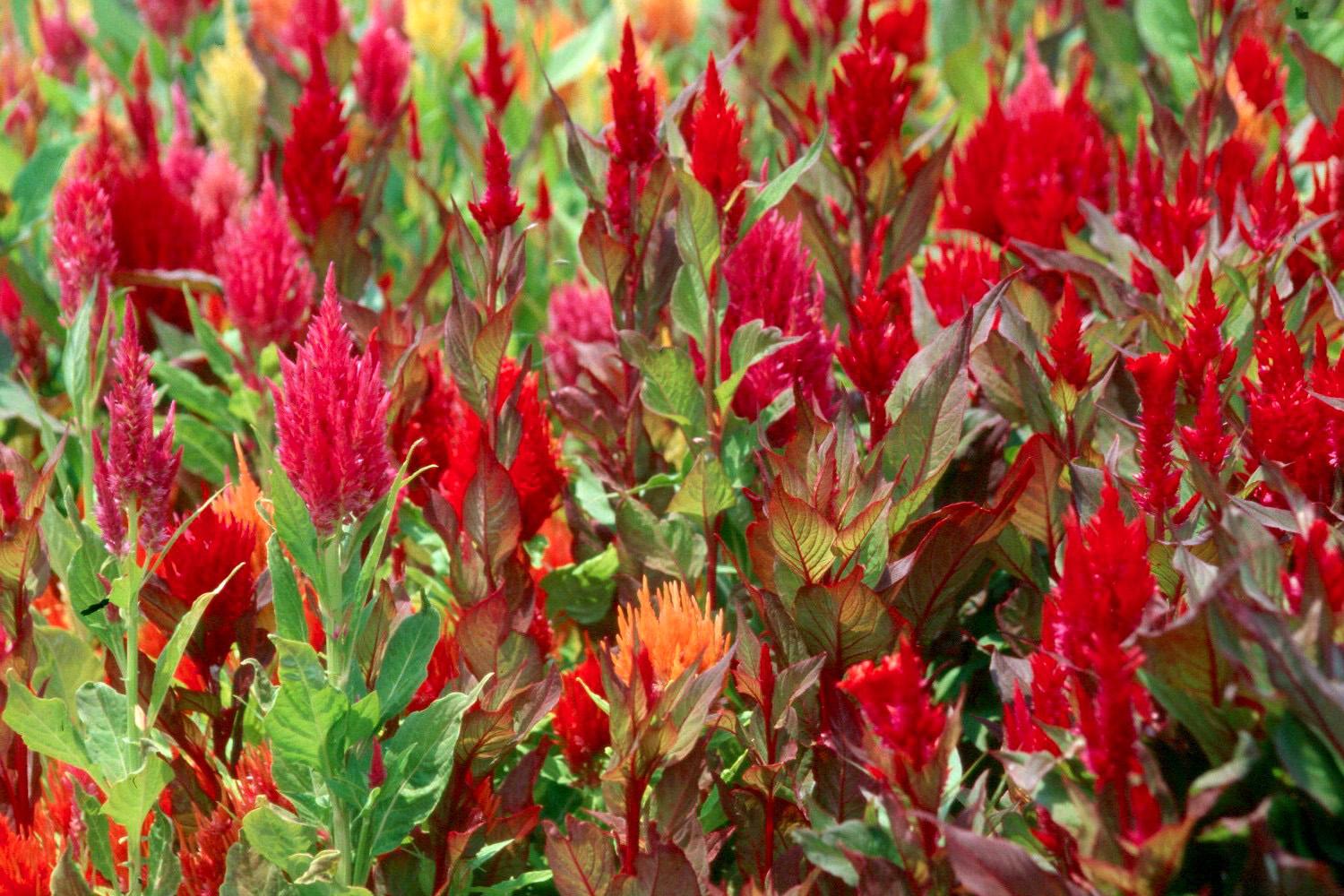 Mass plant the celosia in a variety of colors for a dazzling display.