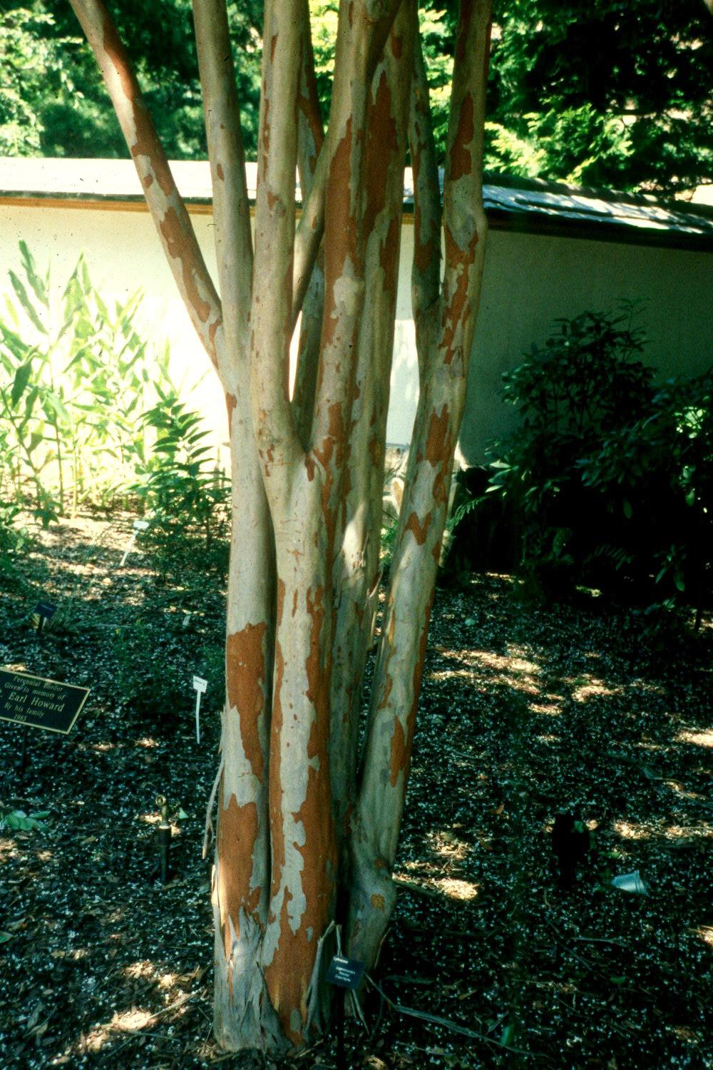 Natchez crape myrtle, known for its white blossoms during the summer, has beautiful bark that adds a special look to winter landscapes. The deep cinnamon-brown bark develops around the fifth year.