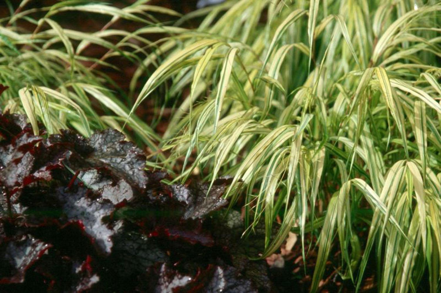 For optimal Southern performance, grow the Golden Hakone where it gets some morning sun but shade protection in the afternoon.