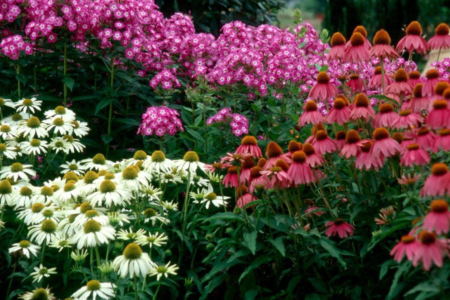 Kim's Mop Head (white coneflower), Kim's Knee High (purple coneflower) and Little Boy phlox make a nice companion planting in this perennial garden.