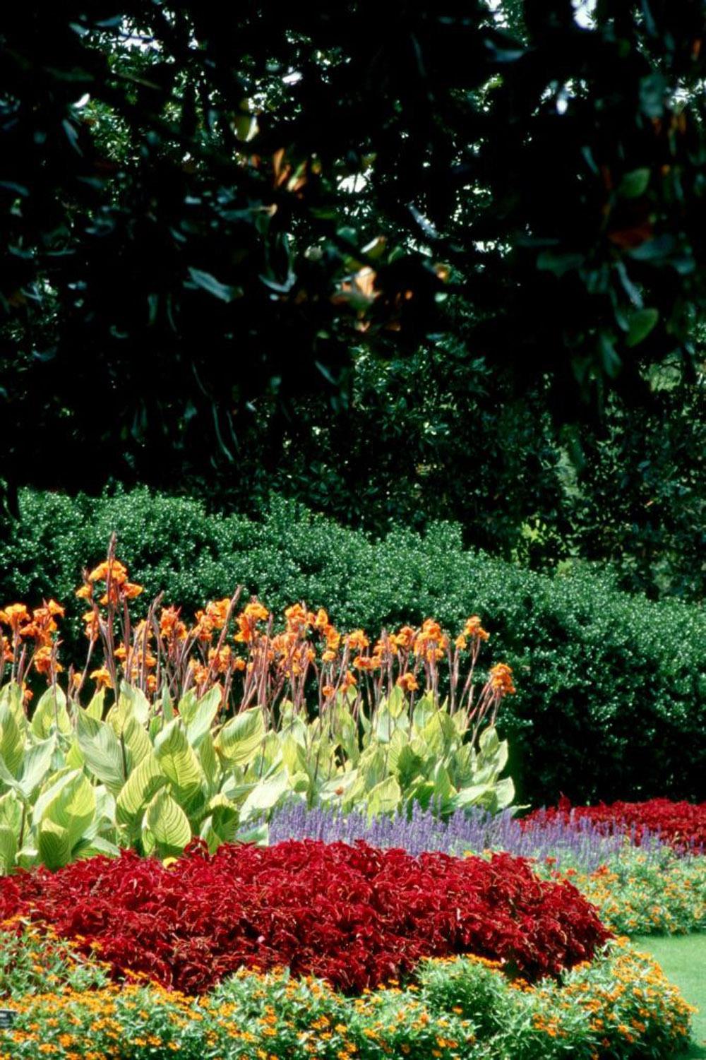 The Bengal Tiger is well-suited for the back of the perennial border. Combine them with sun coleus, Joseph's coats, and blue flowers like salvias or climbing thunbergias.