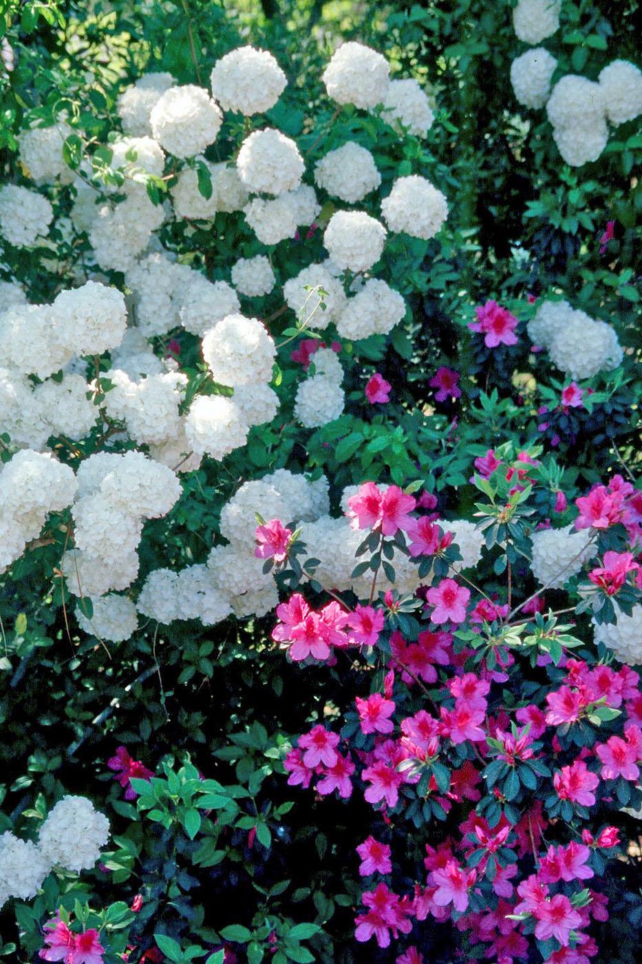 The snowball viburnum produces 6- to 8-inch glistening white blossoms. While three or four flowers would make a dramatic statement, the Chinese snowball produces them by the scores.