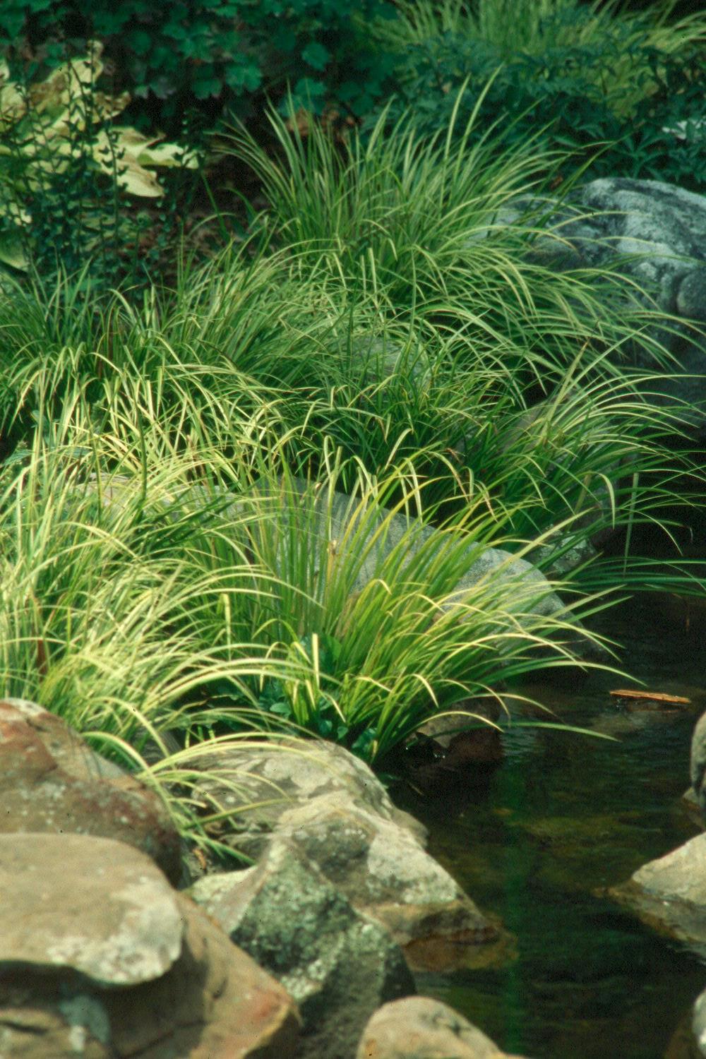 Ogon, a leading variety of Japanese sweet flag grasses, is outstanding with its golden color combined with green variegation.