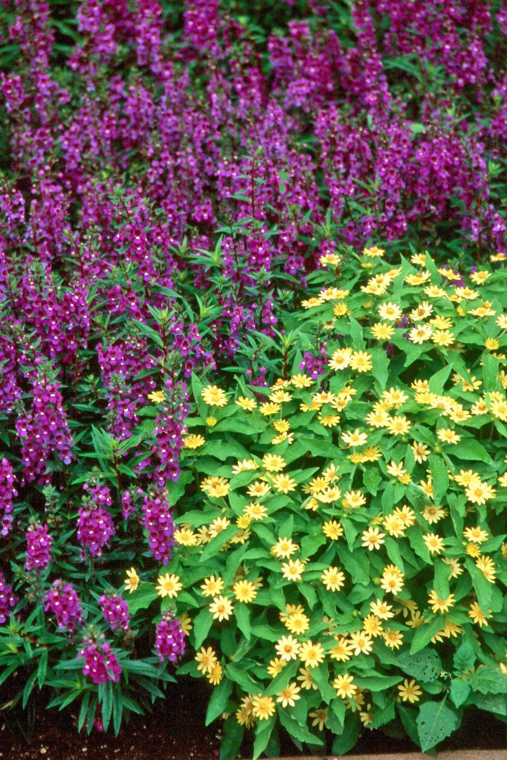 The Angel Mist lavender compact angelonia combines well with Million Gold Melampodium. The new compact Angel Mist angelonias will stay around 15 to 18 inches tall and bloom long before they need to be deadheaded. 