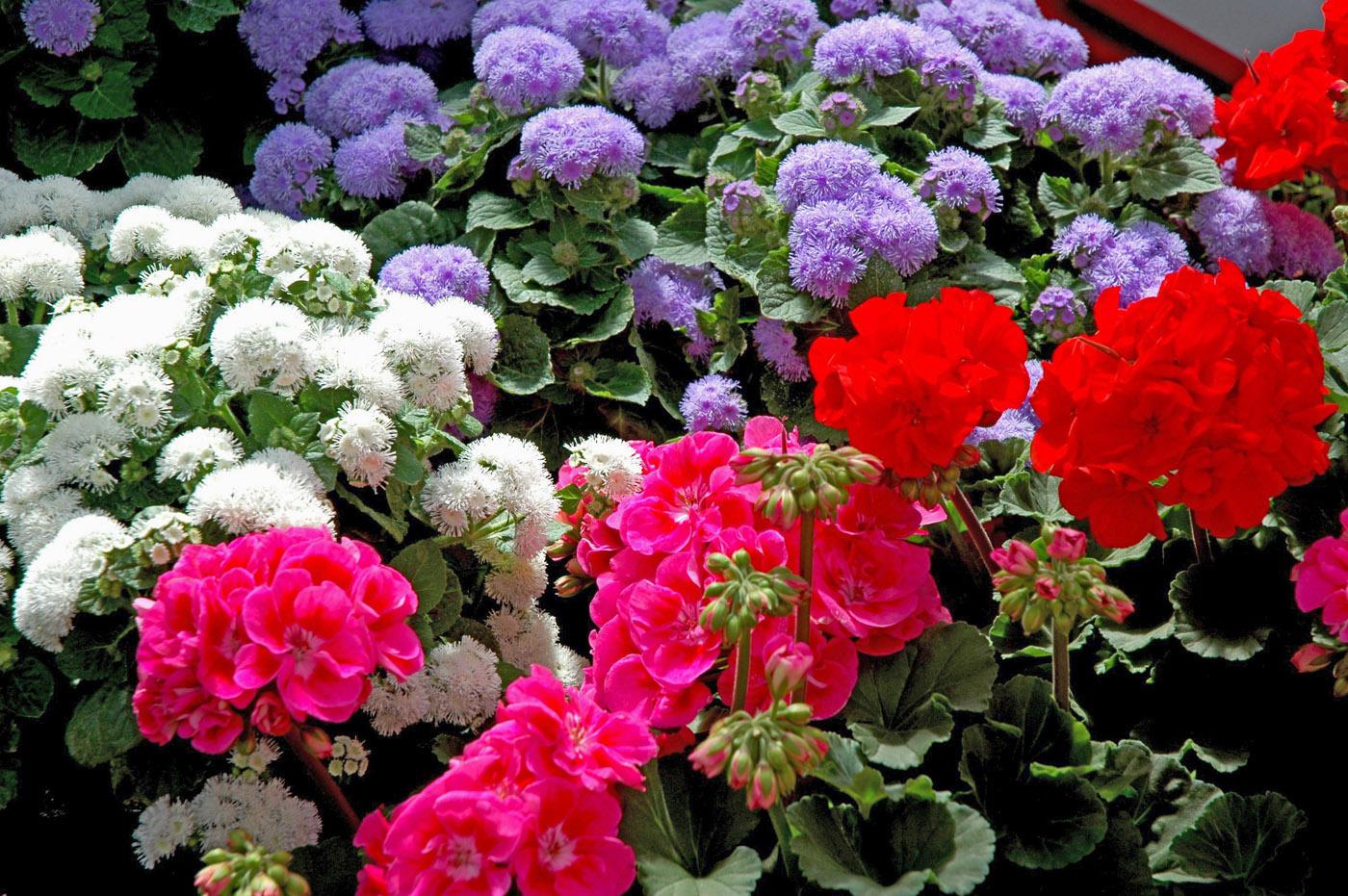 The Cloud Nine ageratum is a new vegatively propagated series. They are large plants with big flowers that work well in mixed containers. 