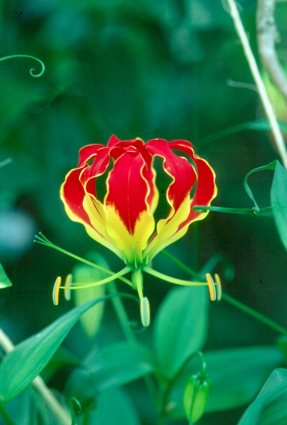 Glory lily, the national flower of Zimbabwe, is very much at home in Mississippi gardens. These tropical treasures grow on vigorous vines that are perfect for a trellis or small arbor. 