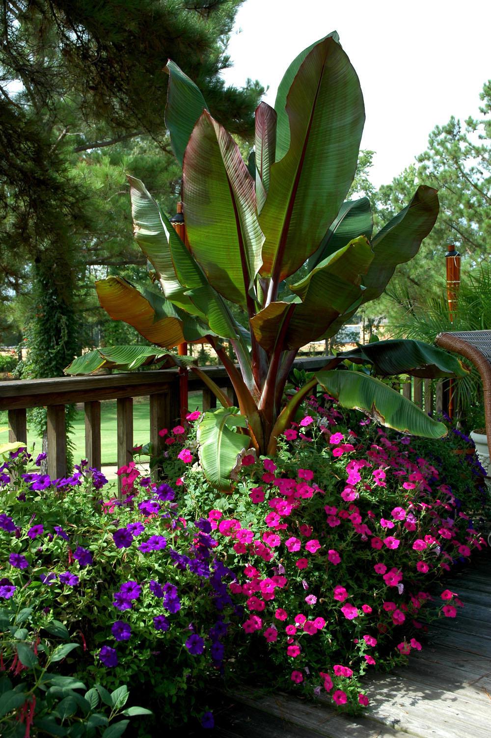 This Red Abyssinian banana is one of the prettiest banana plants in the marketplace. Tidal Wave Pink petunias cascaded over the rim to the point they are touching the deck floor.