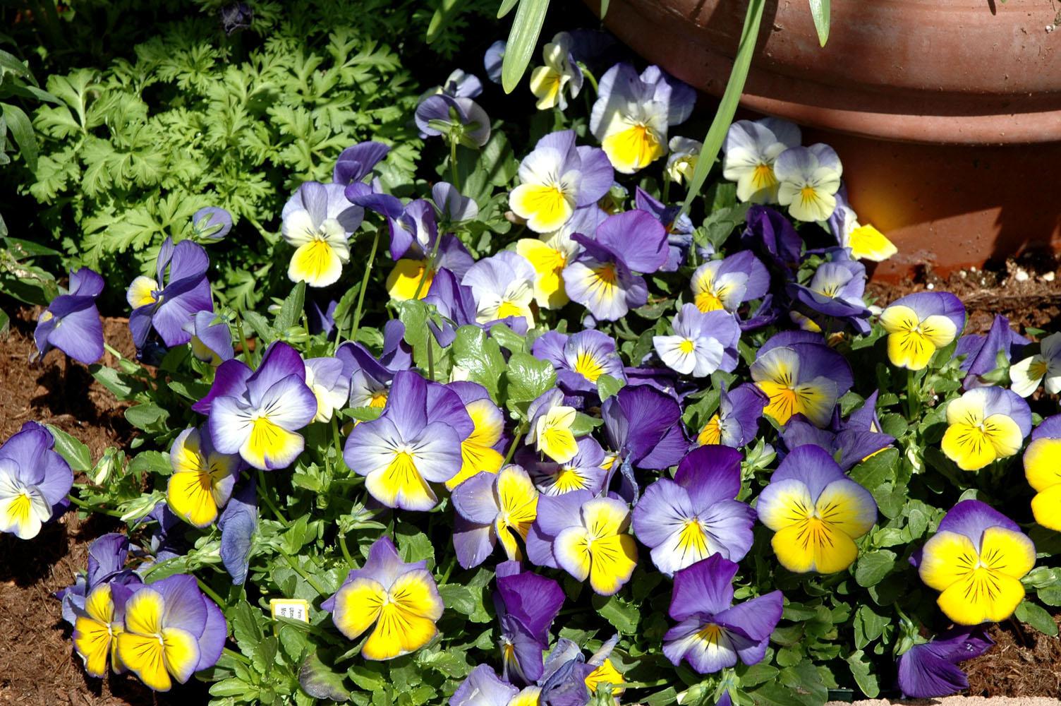 The Ultima Morpho is a Mississippi Medallion Award winner and a great pansy choice for this fall. The upper petals are medium blue with bright lemon-yellow lower petals, and rays or whiskers that radiate from the center. Ultima Morpho is compact, mounding 6 to 8 inches high and wide, yet is colorful and blooms freely all season.