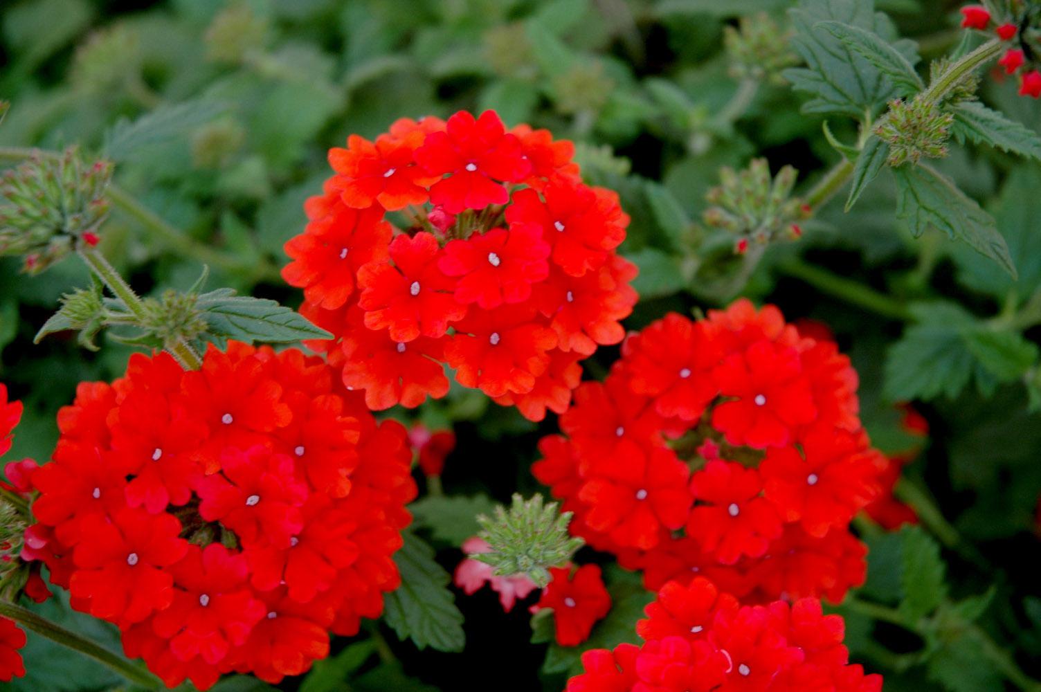 Fuego orange red verbena is a fiery, hot-colored plant coming from a company called Selecta First Class. Fuego is great in mixed containers or the landscape.