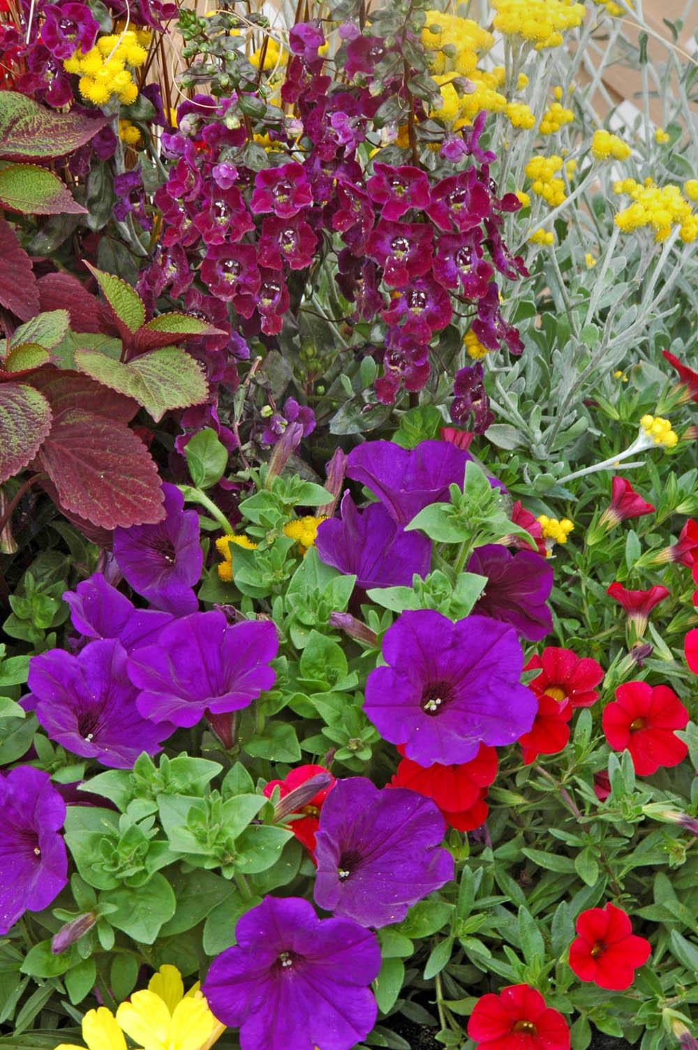 Angelface Dark Violet angelonia and Flambe Yellow chrysocephalum stand guard over these blue petunias and red calibrachoa.