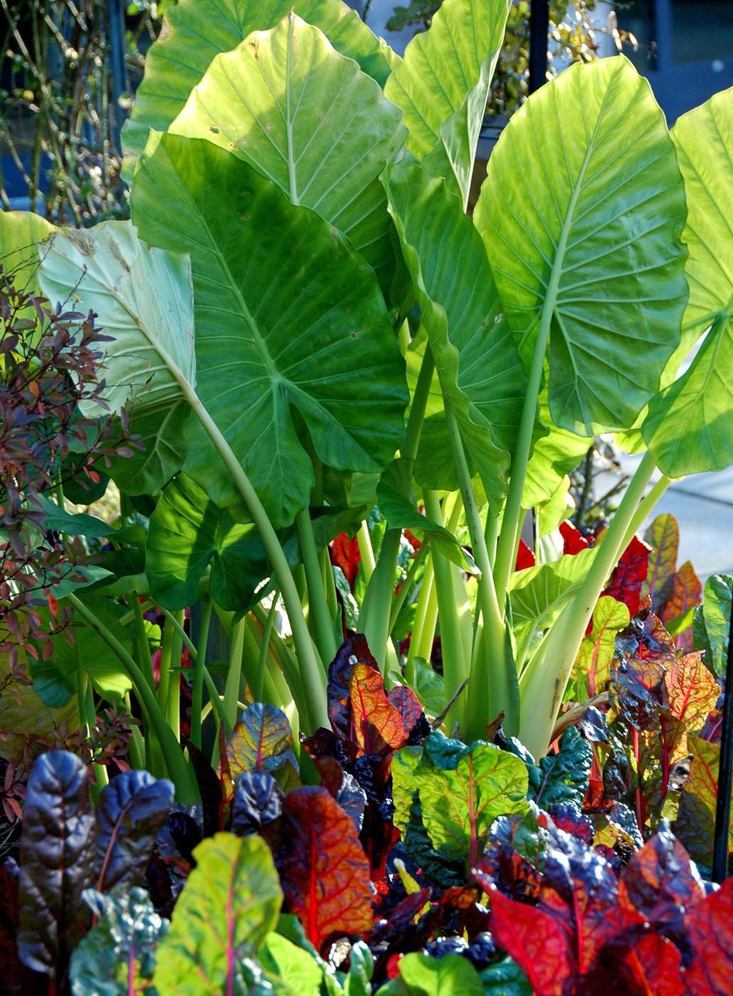 Bright Lights Swiss chard are attractive with colorful stems and leaves that are yellow, orange, pink violet, burgundy and red. The glossy leaves from these plants under giant taro elephant ears glow when backlit by the sun.