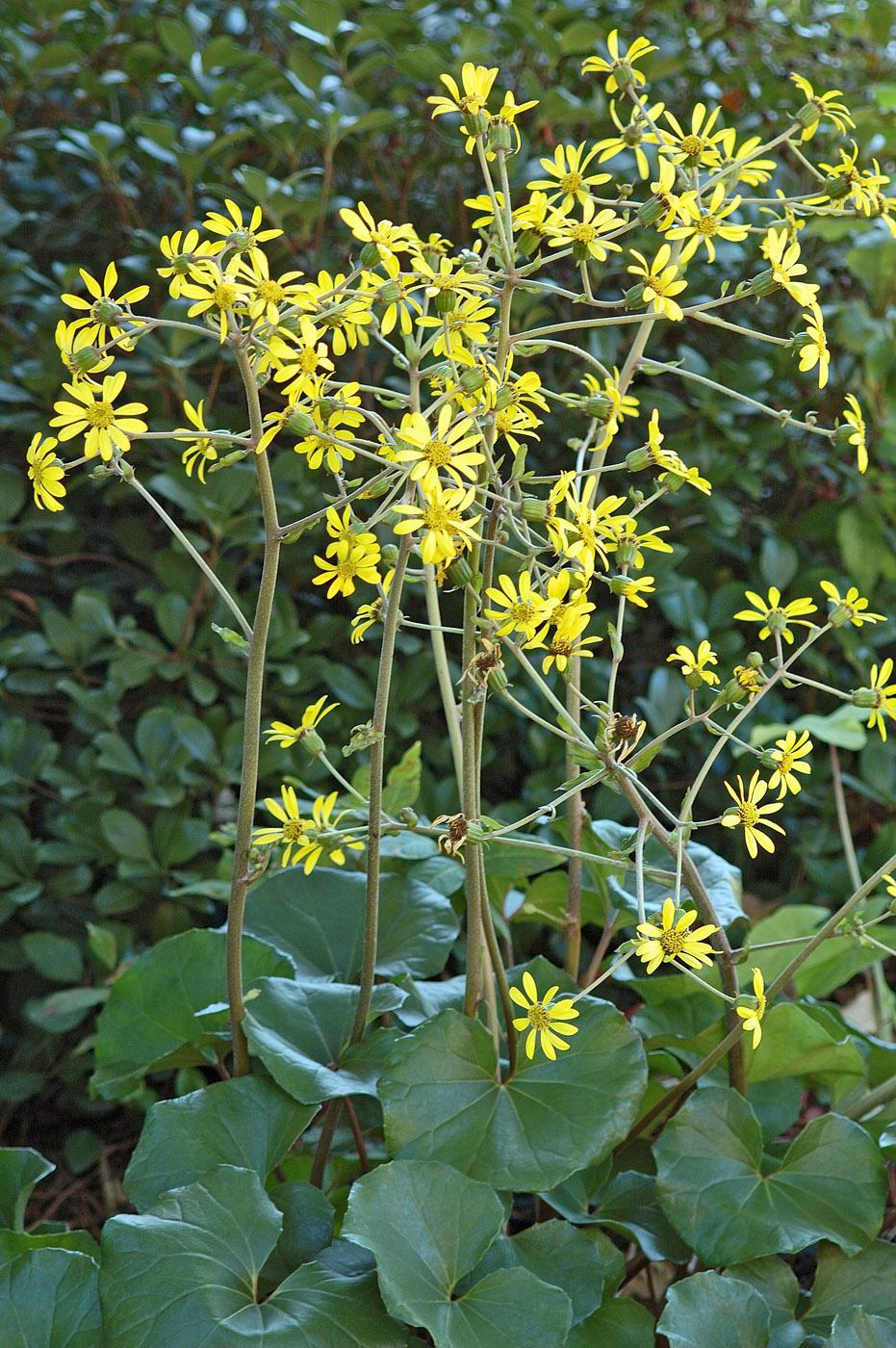 The leopard plant is a hardy, shade-loving plant that typically forms large clumps with rounded, glossy, leather-like leaves. It blooms in October and November, producing 18-inch-tall spikes with clusters of yellow, daisy-like blossoms. (Photo by Norman Winter)