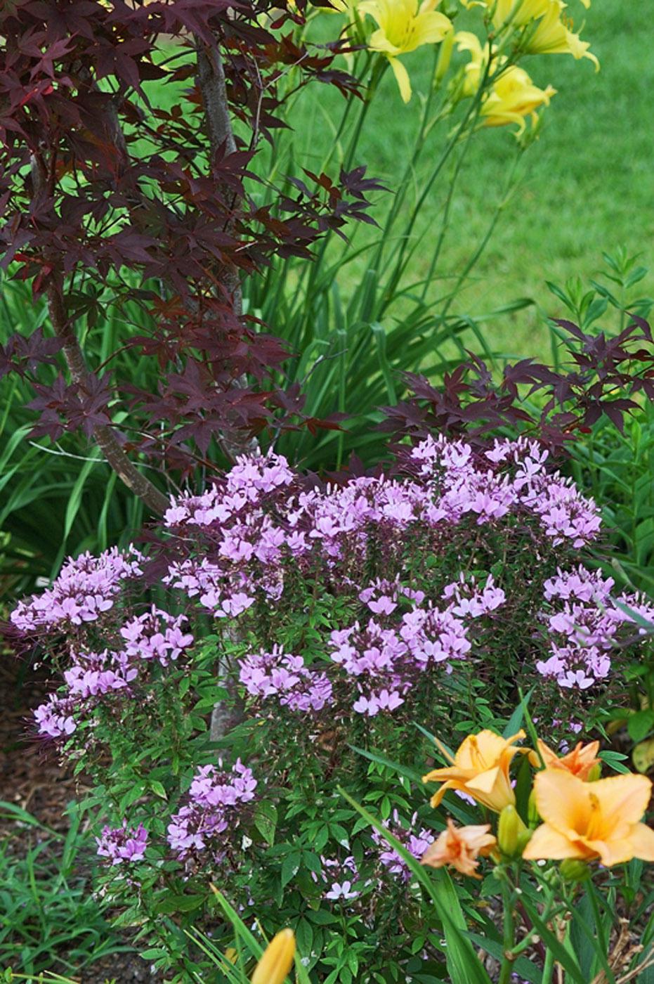 The cheerful lavender-pink of the Senorita Rosalita cleome combines well with other flowers and greenery in any type of garden. (Photo by Norman Winter)