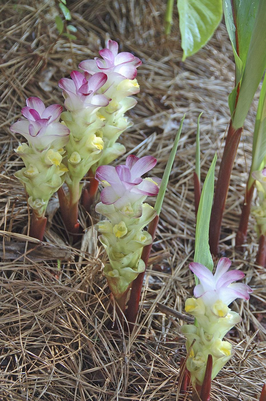 Red Emperor blooms are formed by a cluster of bracts. The top portion is iridescent purple with white on the bottom, making it a colorful addition to the landscape. (Photo by Norman Winter)