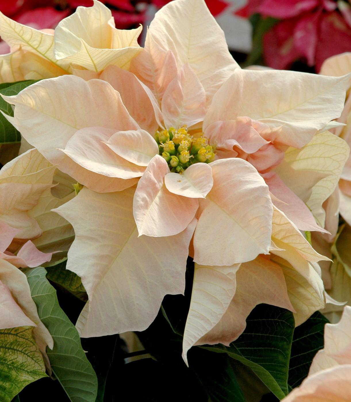 Visions of Grandeur is mesmerizing with its shades of rose pink, cream and yellow. It is elegant, fit for royalty and will make you want to do whatever it takes to get one. (Photo by Norman Winter)