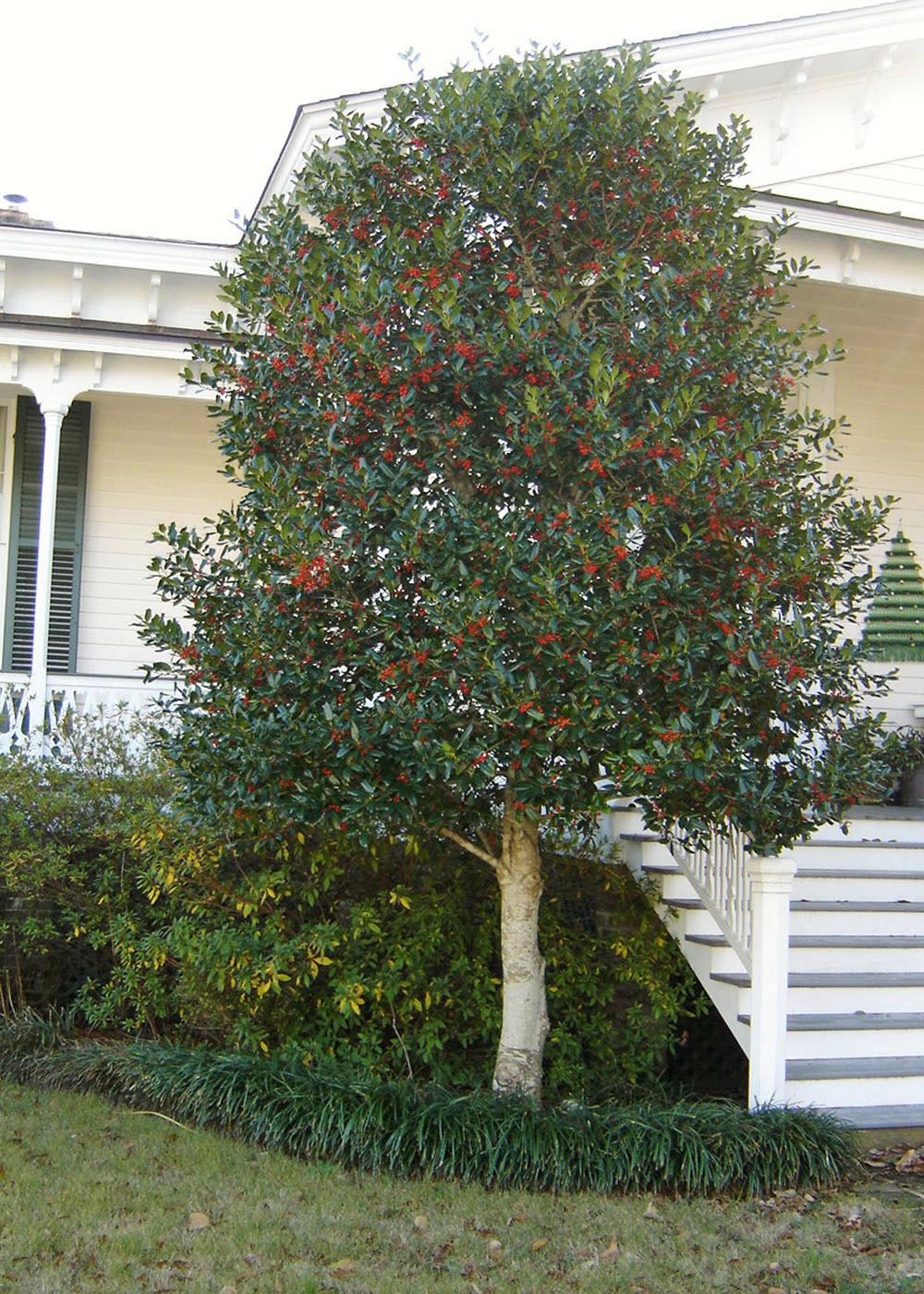 A Nellie R. Stevens holly provides pleasing winter color to this home landscape, holding its abundant fruit through the dreary winter months. (Photo by Jeff Wilson)