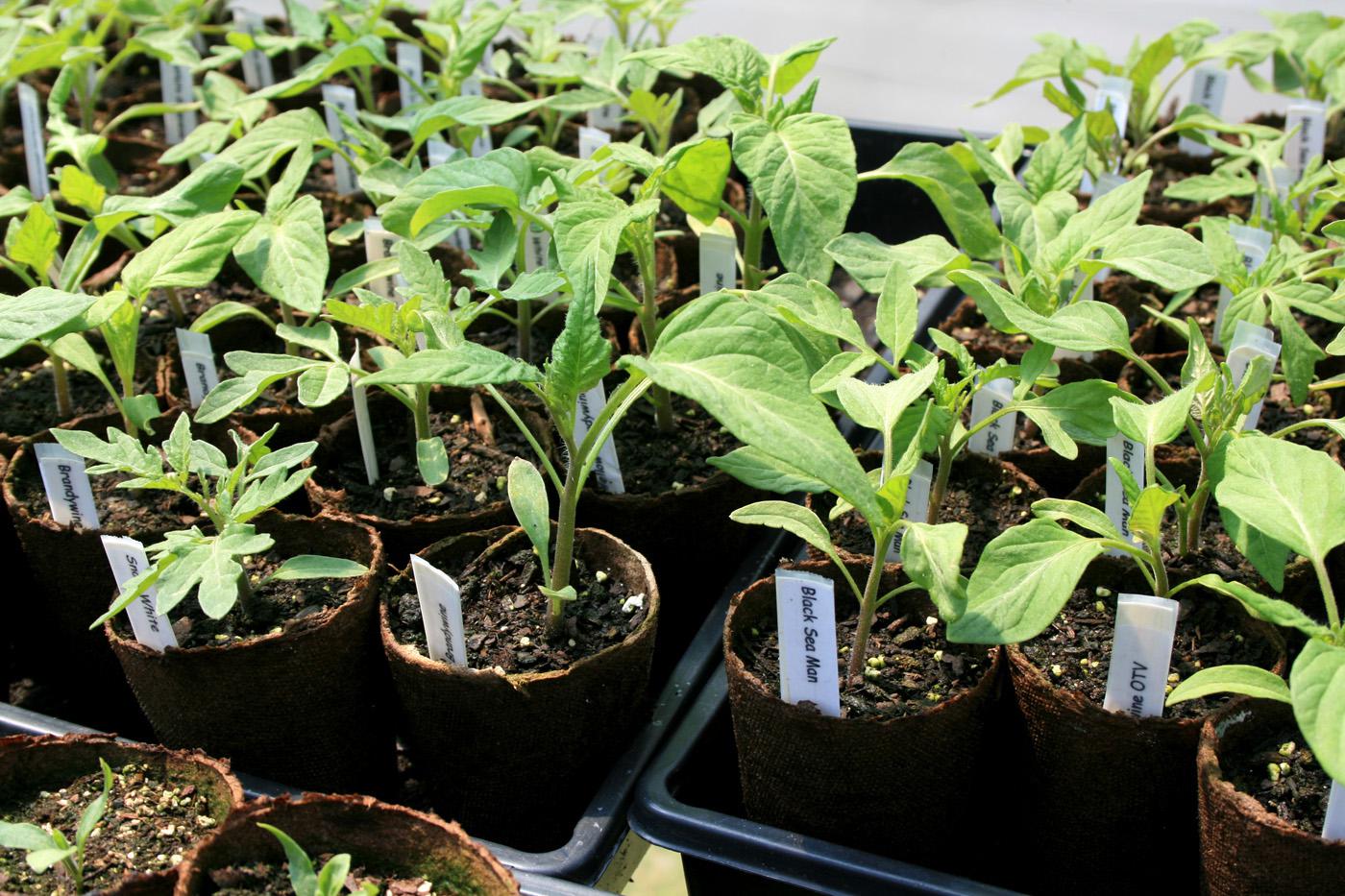 Heirloom tomatoes sometimes suffer more from environmental influences than their hybrid cousins. Therefore, it is important to pick good performers for the hot and humid Mississippi climate. Luckily, there are many varieties to choose from. (Photo by MSU Extension Service/Gary Bachman)