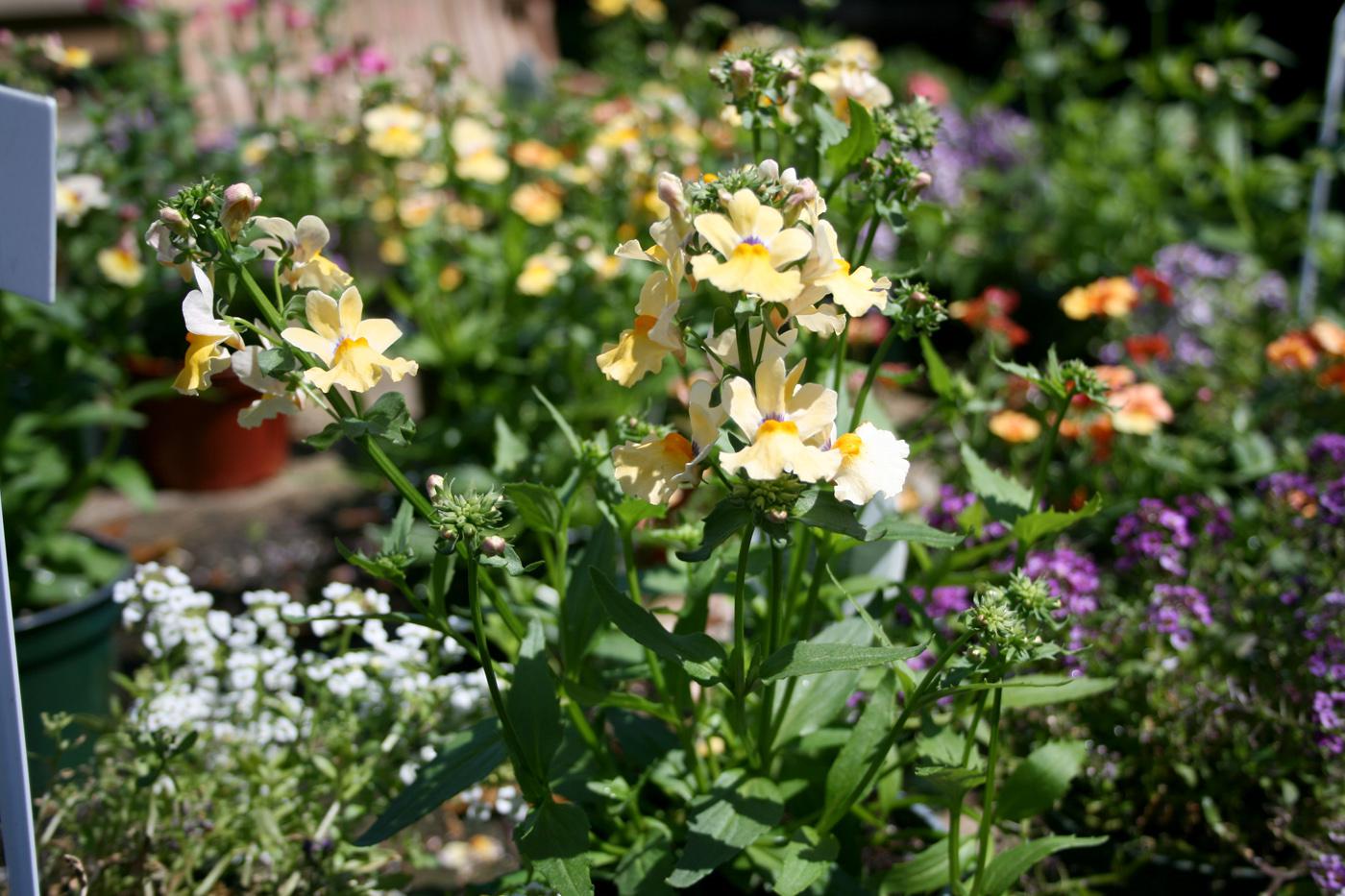 The gold-and-purple center and bright yellow flower petals of Papaya nemesia draws viewers in for a closer look. (Photo by MSU Extension Service/Gary Bachman)