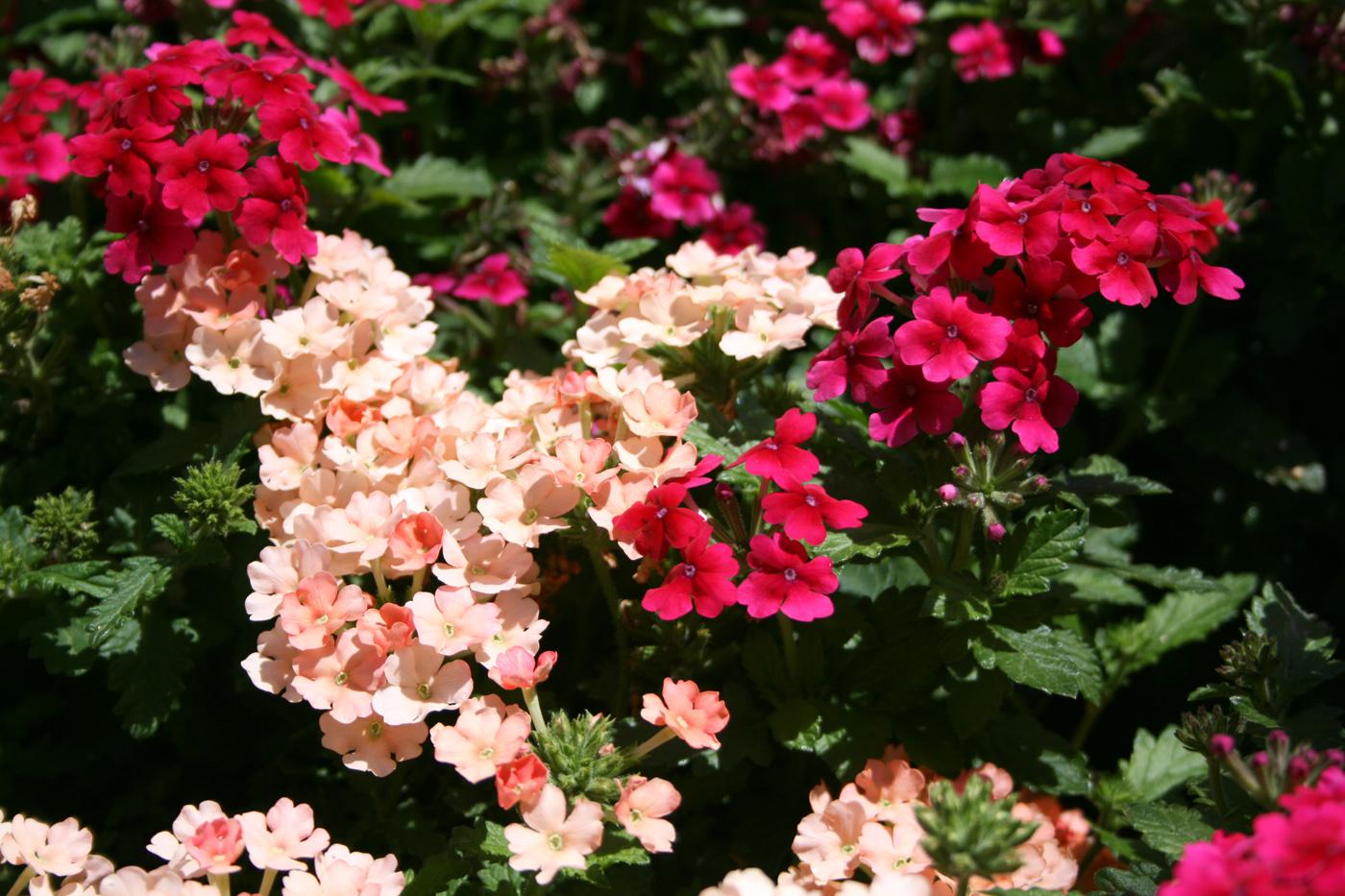 Verbena flowers are displayed in terminal clusters and held above richly green, toothed foliage. (Photo by Gary Bachman)