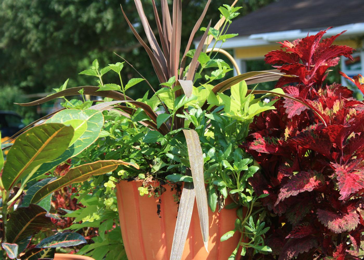 Red Star cordyline is the thriller plant in this bright, fall combination container, which also features lantana and summer coleus.