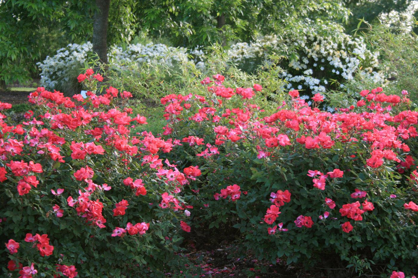 Knockout roses have multi-season interest. The foliage in the spring and summer is a dark, glossy green, and fall brings on a deep maroon-purple show. (Photo by Gary Bachman)