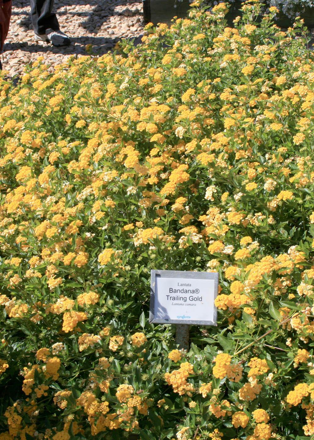 Bandana Trailing Gold is a lantana with dense branches. Planting along a hardscape wall is a great way to take advantage of this growth habit. (Photo by MSU Extension Service/Gary Bachman)