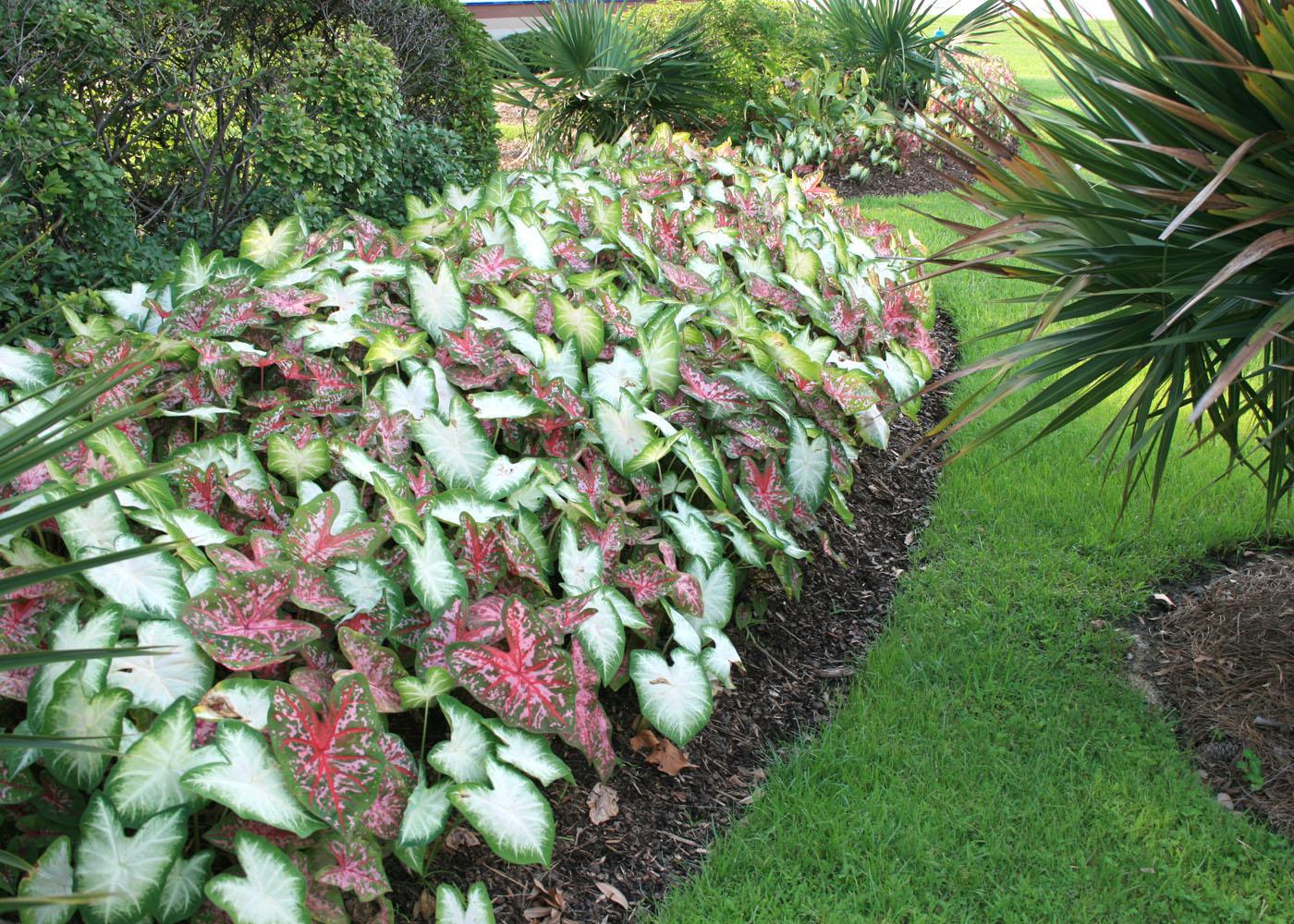 Caladiums are tropical foliage plants that can be mass-planted to neatly define border edges in the landscape. (Photo by MSU Extension Service/Gary Bachman)