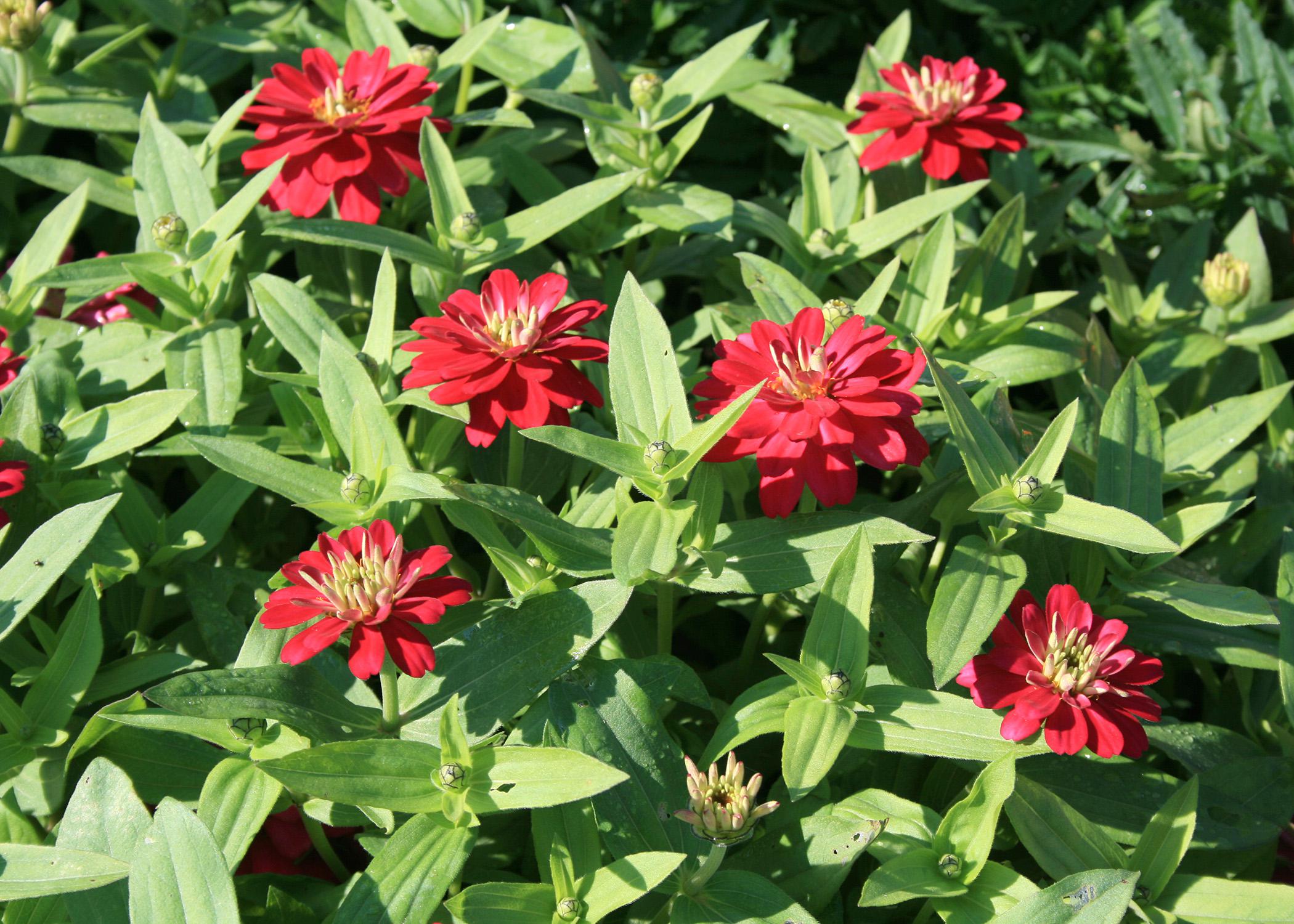 Zahara zinnias are summer plants that still look good in fall. They produce mounds of colorful flowers and come in a wide range of colors, from white to coral rose, such as these Zahara Double Cherry. (Photo by MSU Extension Service/Gary Bachman)