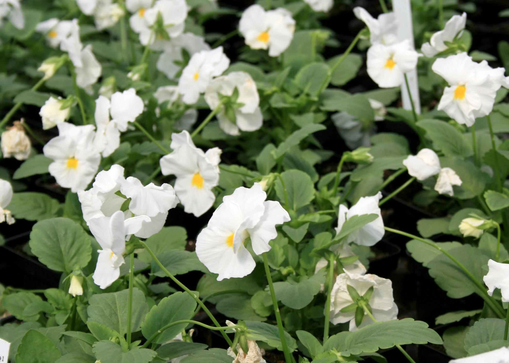 Pansies such as these Matrix white selections are outstanding landscape plants in Mississippi, providing color from fall to spring. (Photo by MSU Extension Service/Gary Bachman)