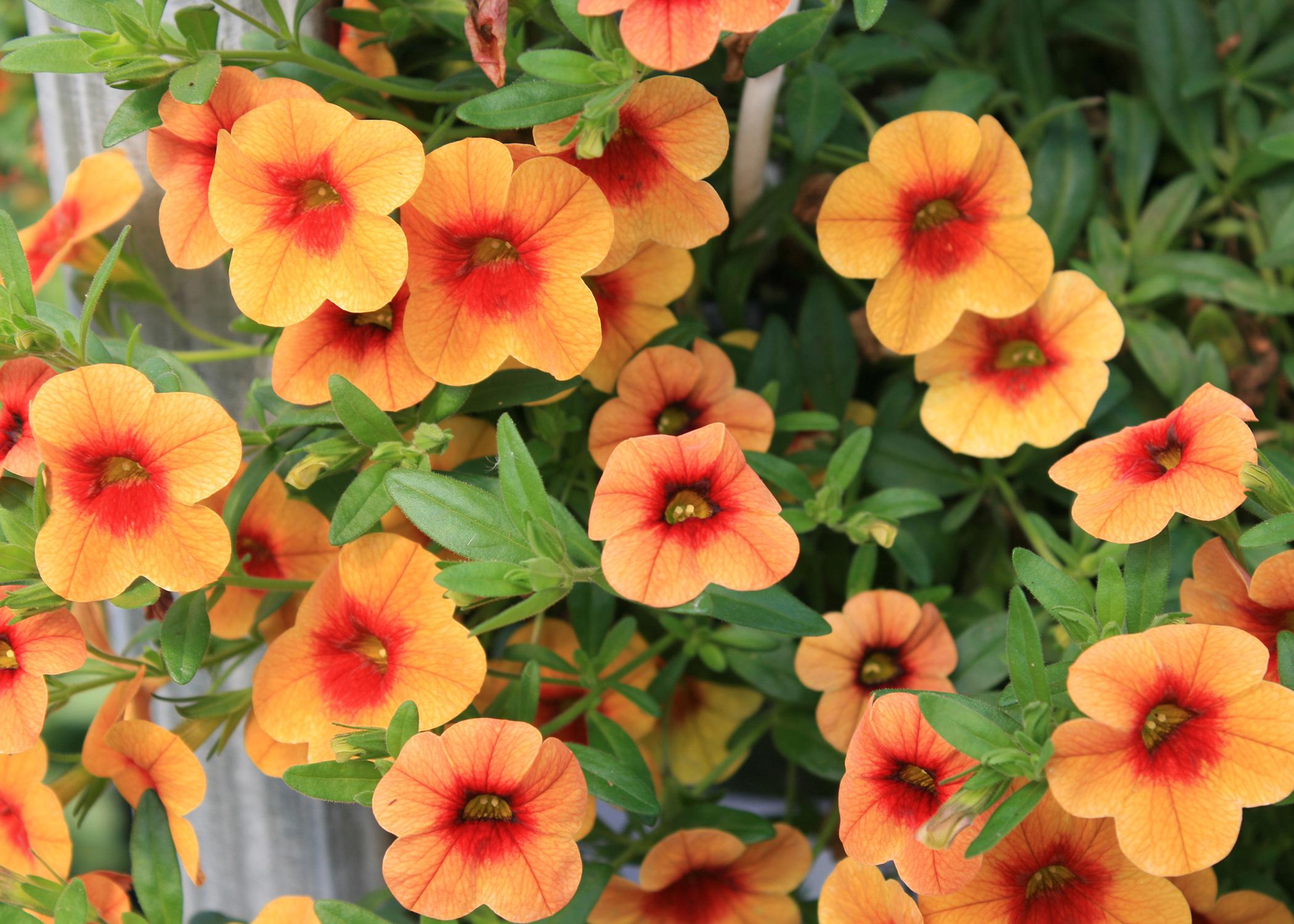 Calibrachoa Noa Sunset has contrasting orange popsicle-colored petals and a reddish-orange center. (Photo by MSU Extension Service/Gary Bachman)