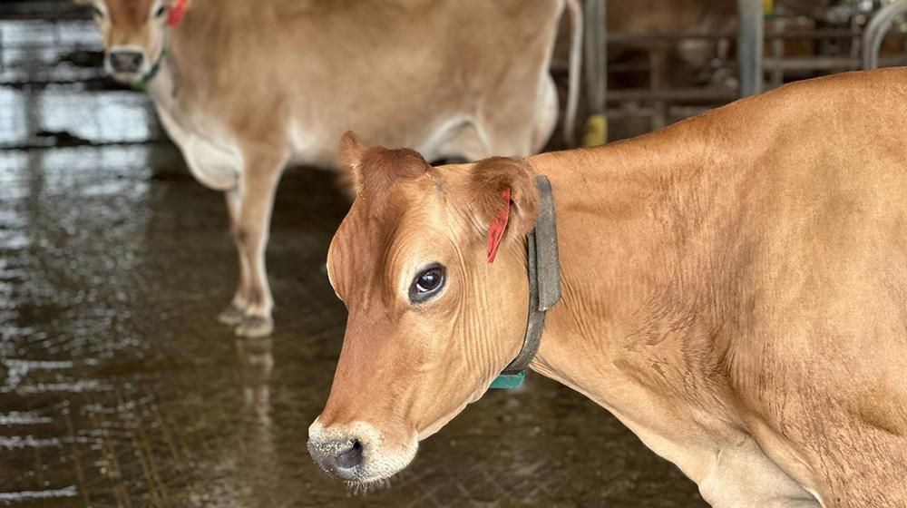 Jersey cows.