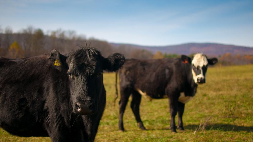 Mississippi Beef