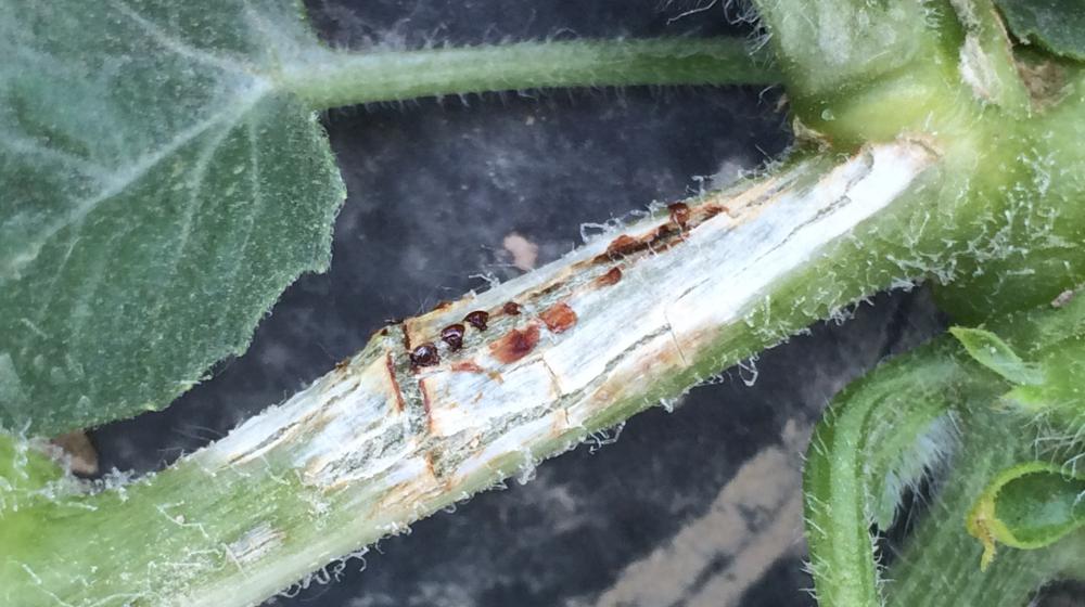 Gummy stem blight lesion and sap exudate on a watermelon vine.