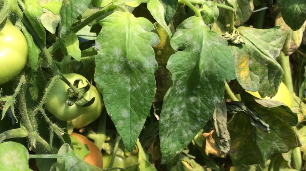 Powdery mildew on tomato leaflets.