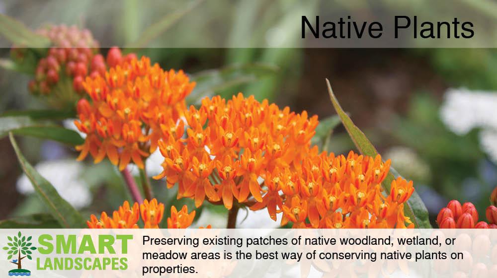 Flowering Butterfly Weed